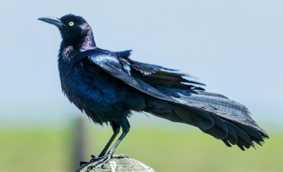 Great-tailed grackles adapt quickly to changing circumstances