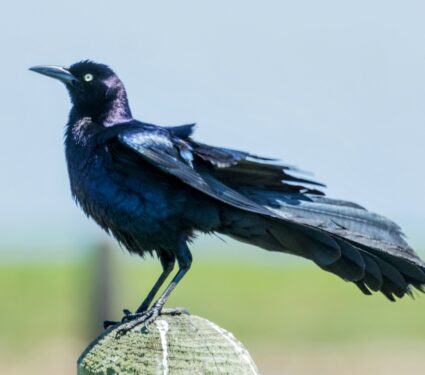 Grackle.jpg
