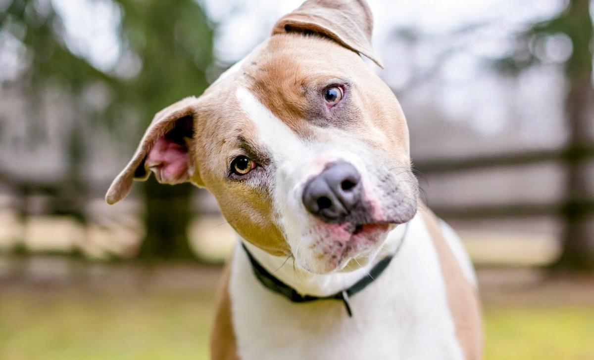 Dogs recognize familiar human voices