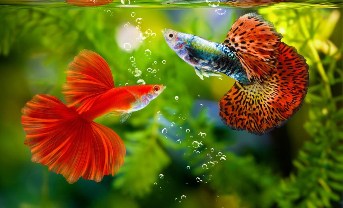 Fish have a stress response that runs in the family