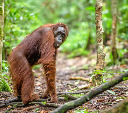 Bornean,Orangutan,In,The,Wild,Nature.,Central,Bornean,Orangutan,(