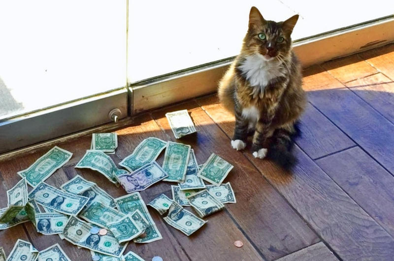 Sneaky Kitty