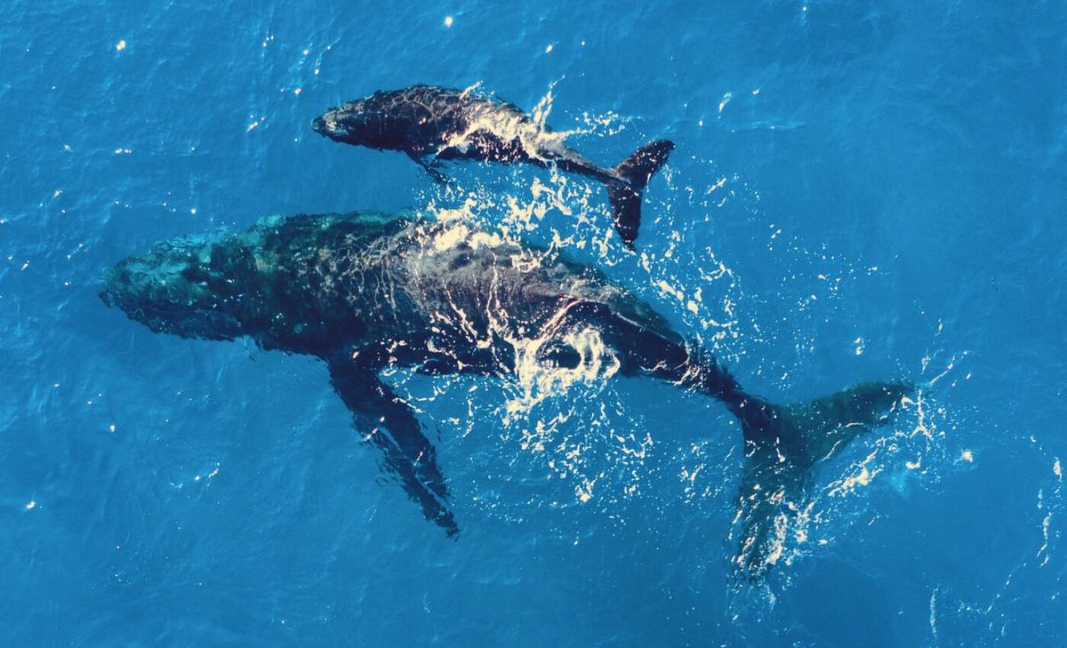 Whales face increasing dangers along their migration routes