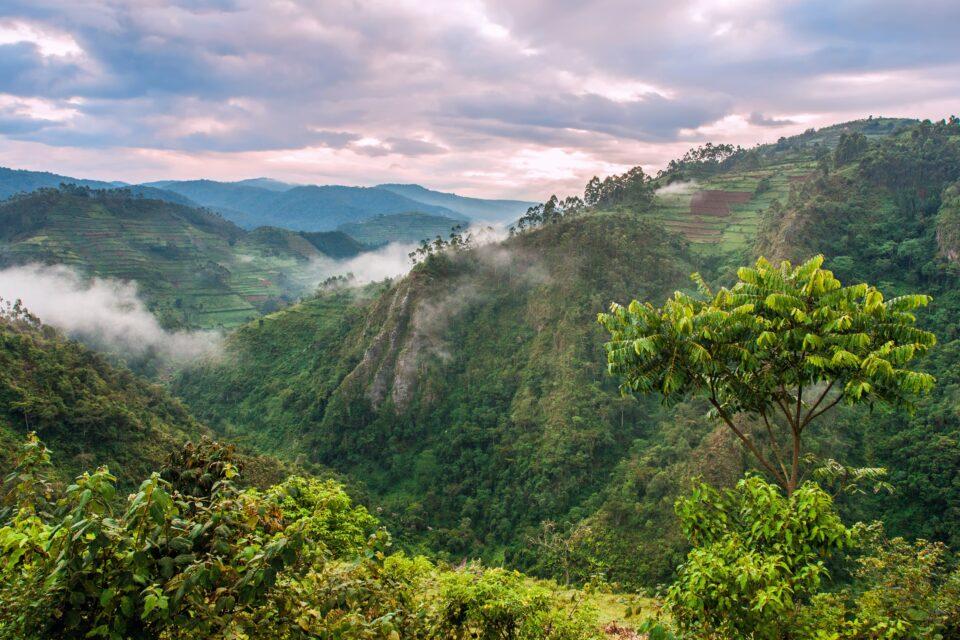 The Congo forest does not behave like other rainforests