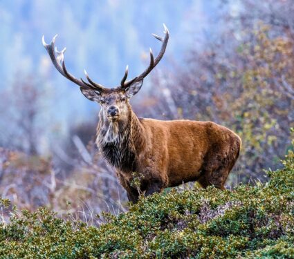 2022/02/Hunting.jpg
