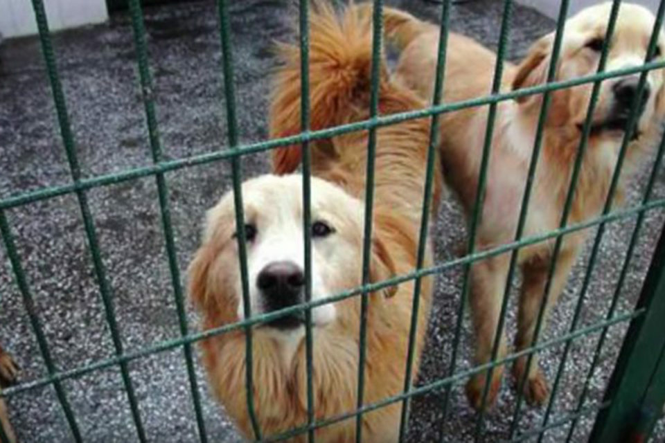 They Vowed To Fix Him