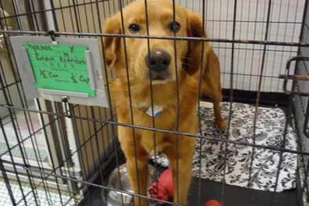 2022/02/18-Chloes-School-For-Dogs-Facebook.png
