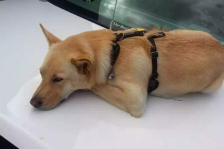 2022/02/13-Shiba-Reddit.jpg