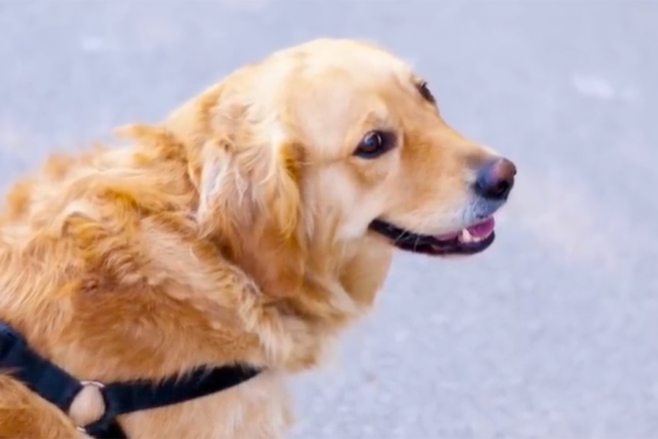 Did He Need More Exercise?