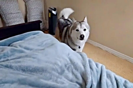 2022/02/5-Husky-Mama-Rumble.jpg