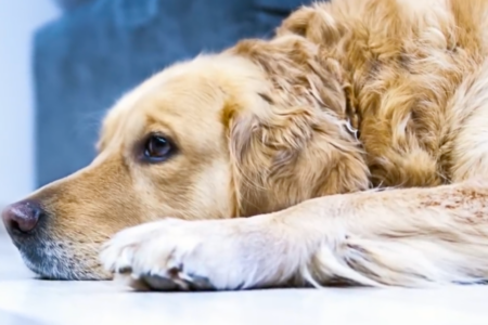 2022/02/4-Golden-Meadows-Retrievers-Instagram.png