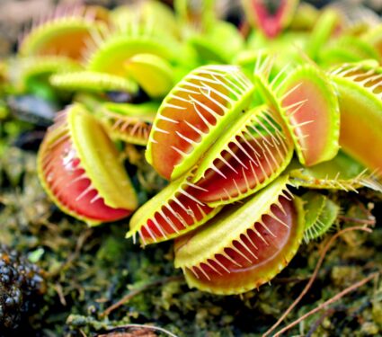 Flytrap.jpg