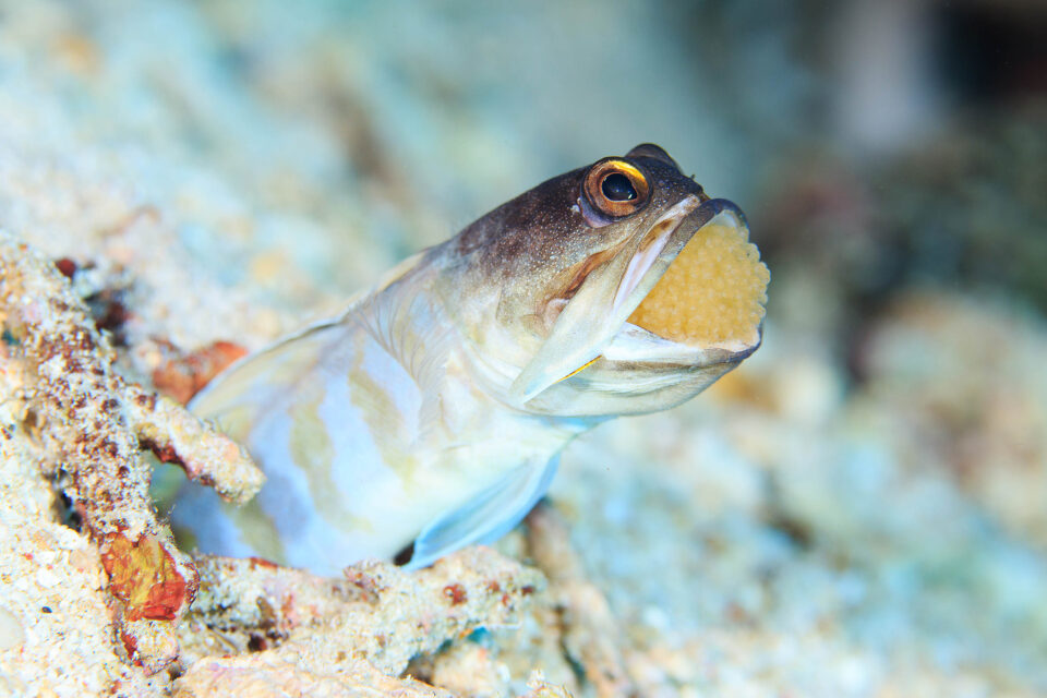 Mouthbrooding: Everything You Didn’t Want to Know