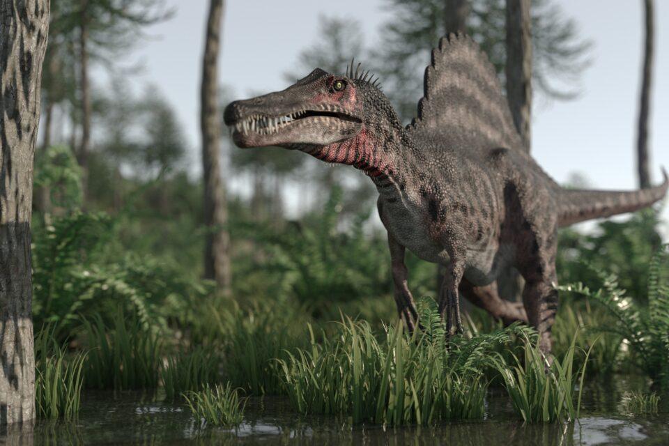 Spinosaurid found in Portugal had a crocodile-like skull