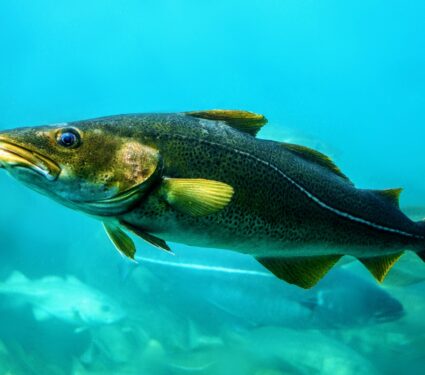 2022/02/Atlantic-cod.jpg