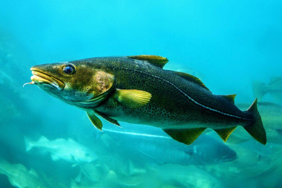 Atlantic fish found unexpectedly in the Central Arctic Ocean