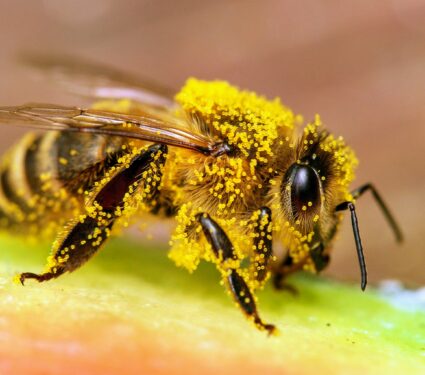 Honeybees2.jpg