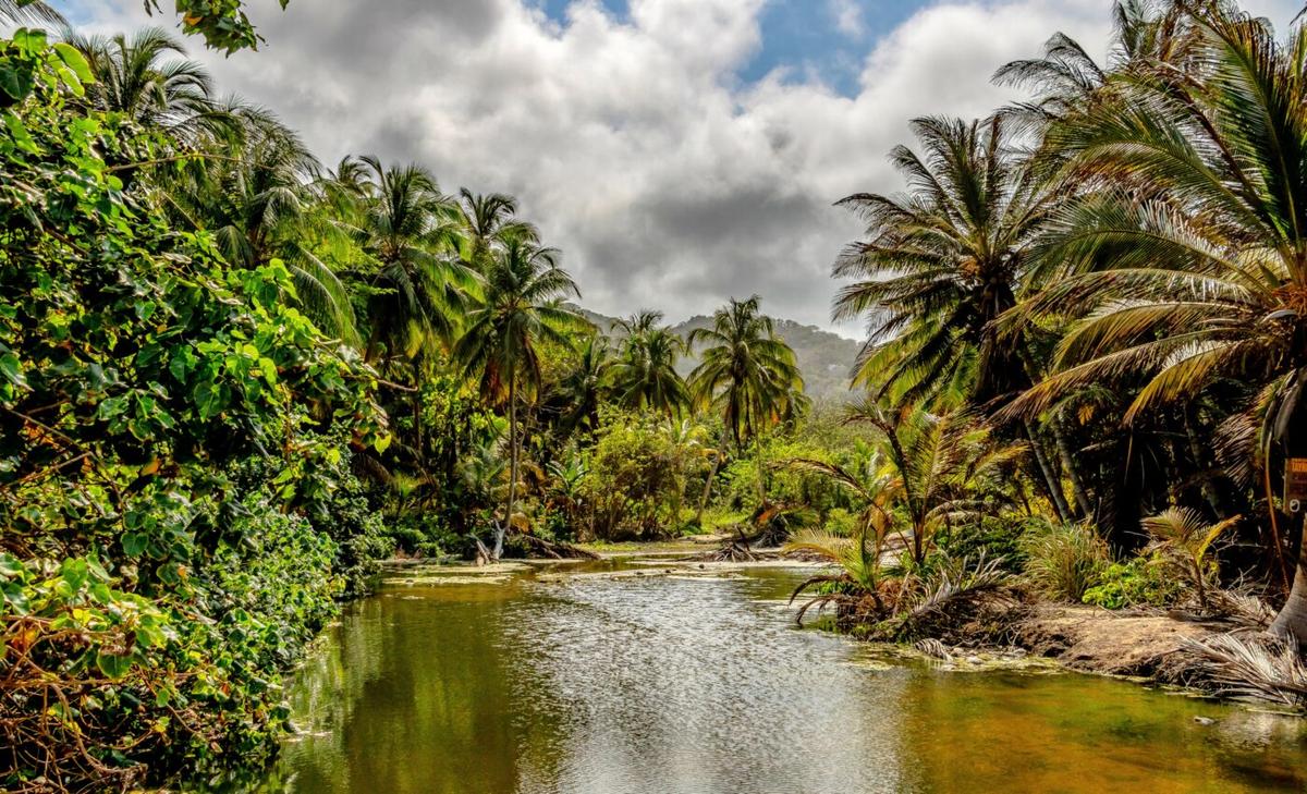 Peace is not necessarily good for Colombian forests