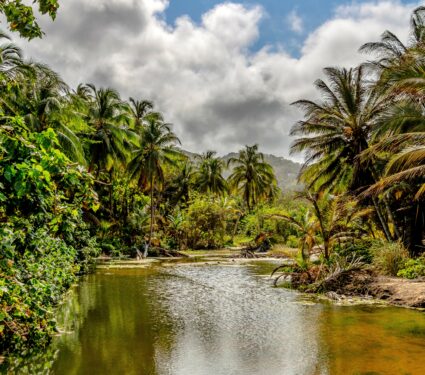Colombian-forests.jpg