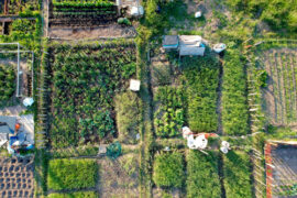 Urban,Gardening.,City,Urbanized,Vegetable,Garden.,Aerial,View.,Growing,,Farming