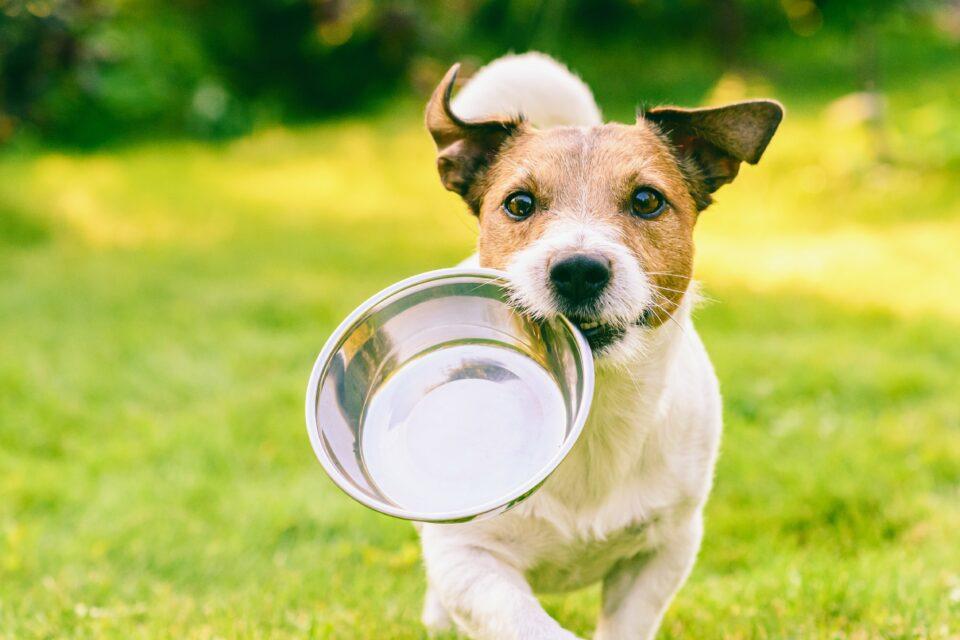 Viagra is a possible treatment for dog eating disorder