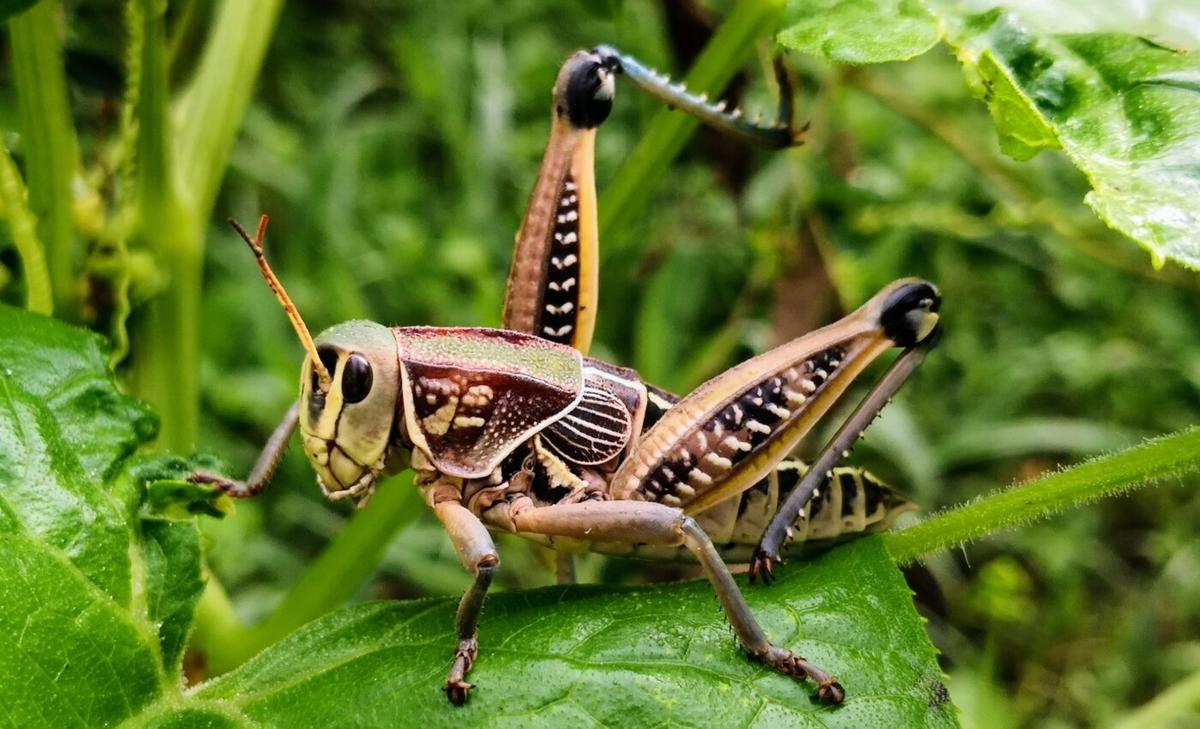 Insect groups do not share the same fate, even when they share a habitat