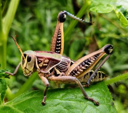 Insect-groups.jpg