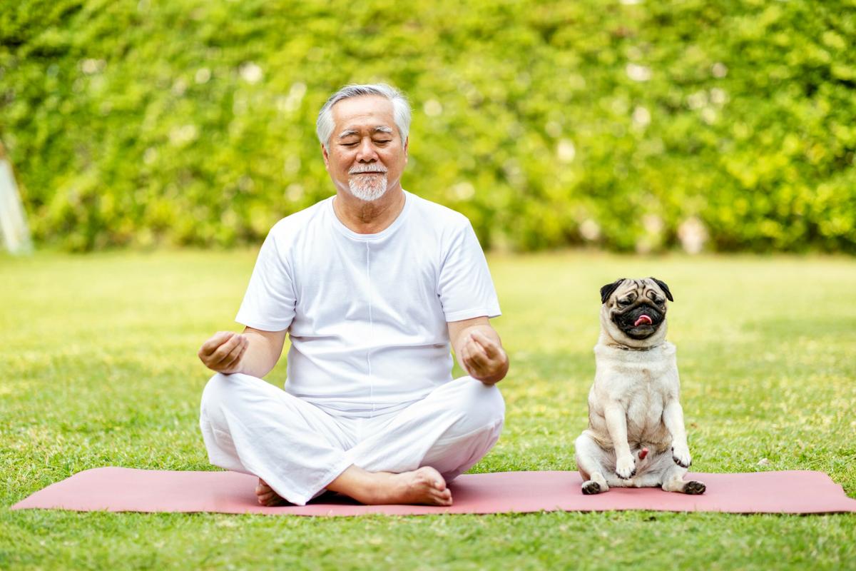 Dog ownership linked to lower disability risk