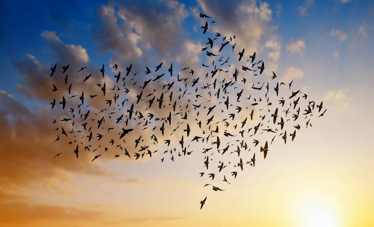 Birds rely on an inner compass to guide long migrations