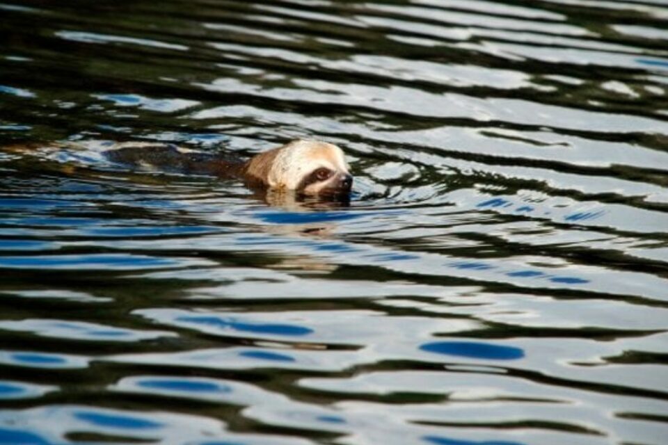 Swimming Sloths