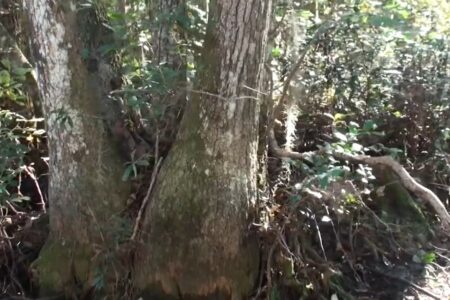 2022/02/7-YouTube-Okefenokee-Swamp-Park.jpg