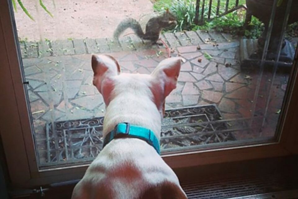 The Plight Of The Red Squirrel