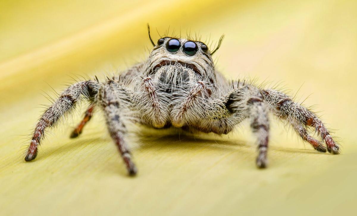 Feeling connected to nature reduces fear of spiders