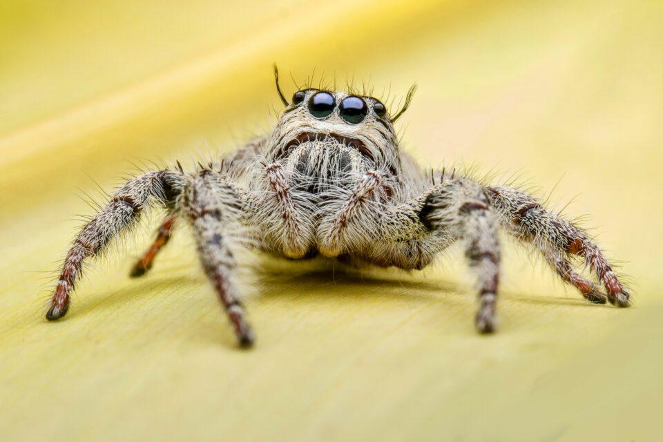 Feeling connected to nature reduces fear of spiders
