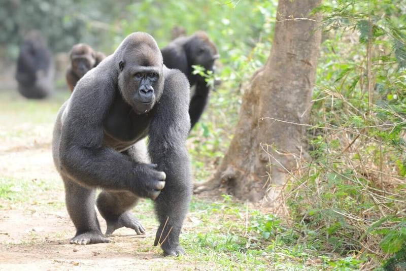 Gentle Giant