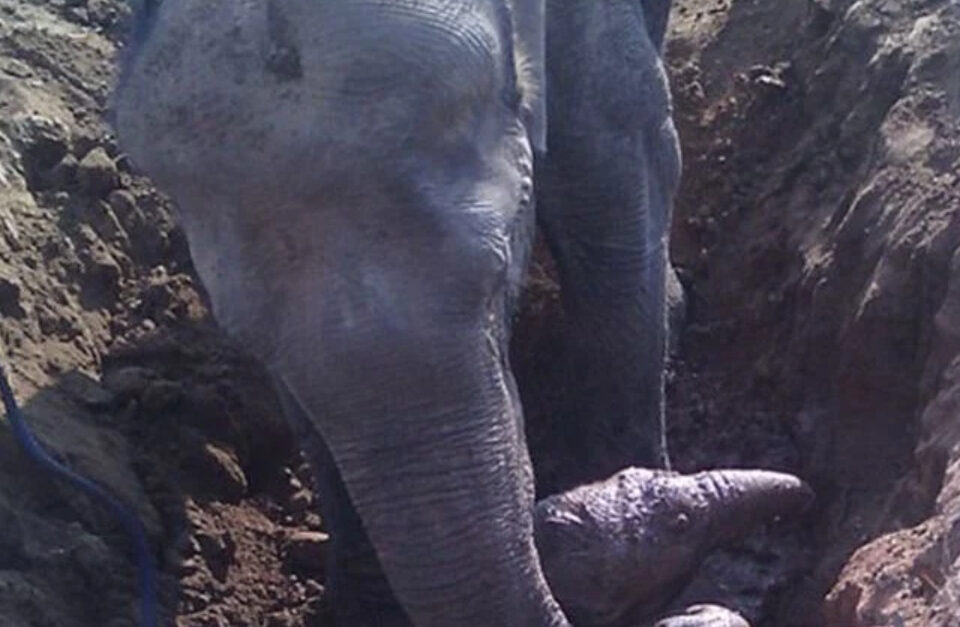 Baby Elephant