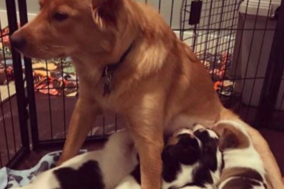Unwanted Litters