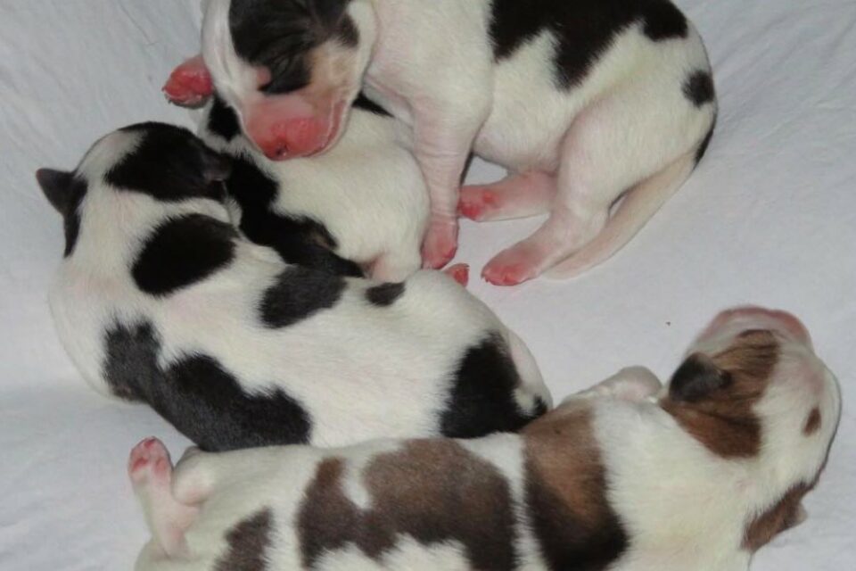 Cows, Not Puppies