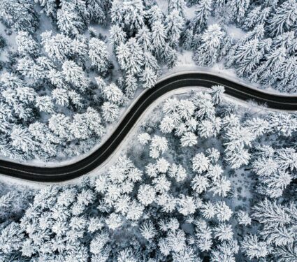 Forest.jpg