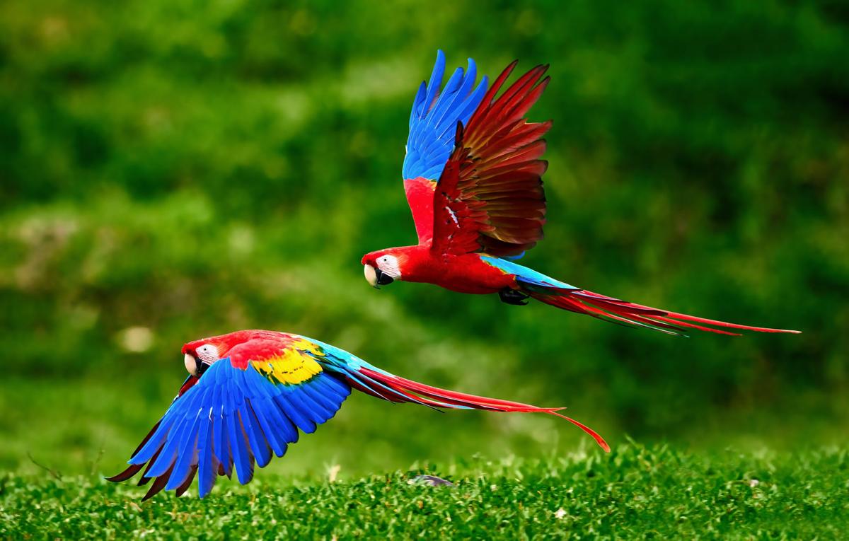 Bird populations are declining worldwide