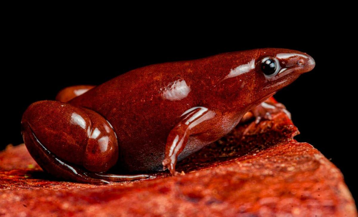 Bizarre frog with tapir-like nose discovered in Peru