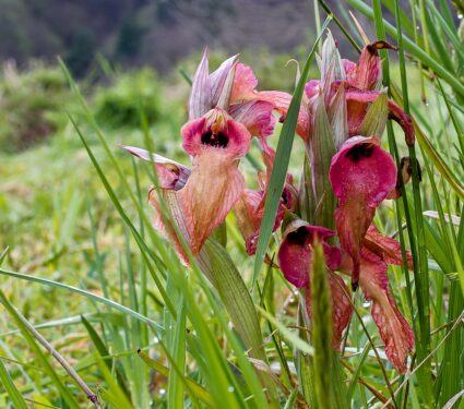 Orchid3.jpg