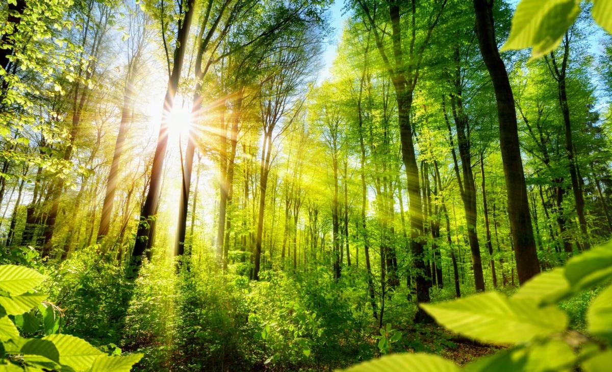 Forest edges store more carbon than expected