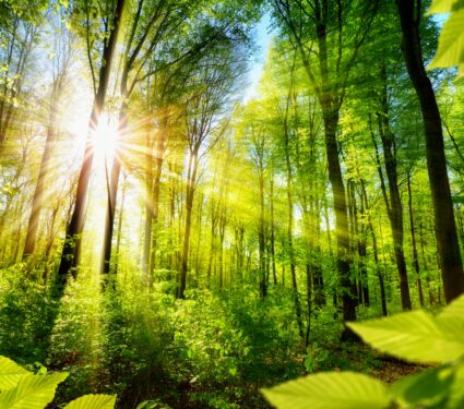 Forest-edges.jpg
