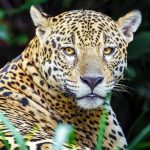 Jaguars,From,The,Pantanal,,Brazil.