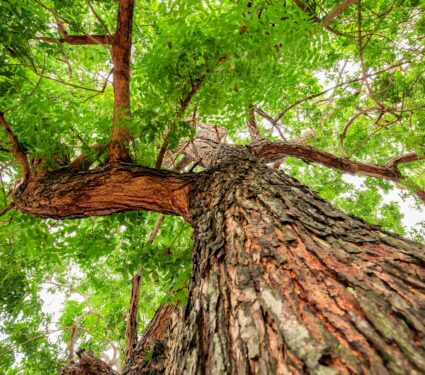 Neem-tree.jpg