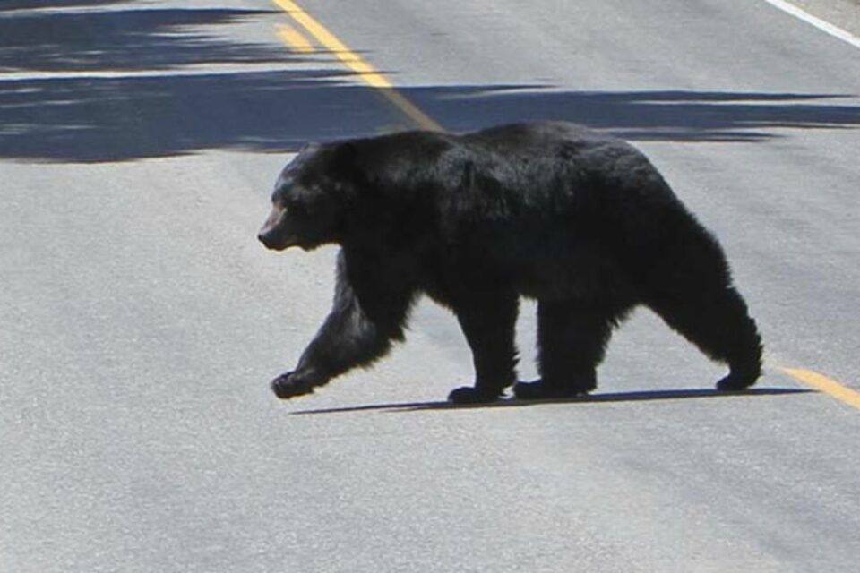 Sick Cub