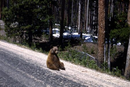 2022/03/32-Yellowstone-Photo-Collection.jpg