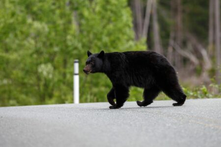 2022/03/31-Visit-My-Smokies.jpg