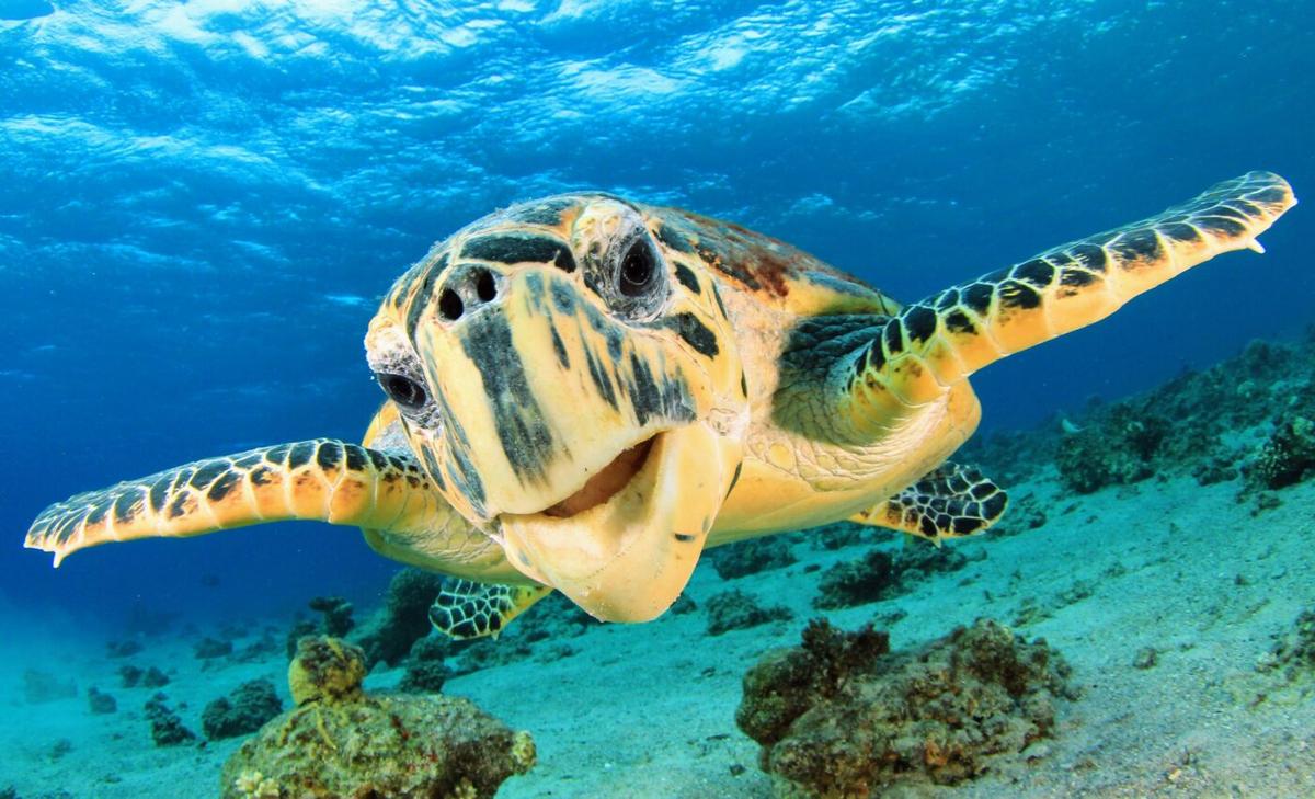 Sea turtles suffer from hearing loss caused by noise pollution